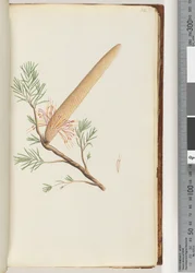 32ページ。植物、バンクシアericifolia