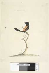 33ページ。自然なサイズの赤、裏打ちされたWren Malurus melanocephalu、オス、1791-92