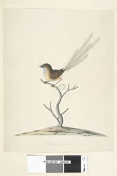 35ページ。自然なサイズのエミュー、レン、オスのStipiturus malachurus、1791-92