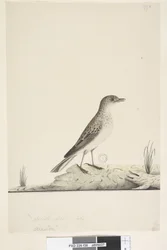 38ページ。アルンドゥ？別の手でタイトルの上自然なサイズ、7月Pipit Anthus australis、1791-92