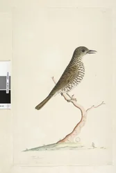 ページ3。ツグミ。別の手でタイトルの下に8月の自然なサイズ。ゴマフジツグミZootheralunulata、1791-92