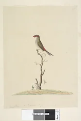 40ページ。お気に入り。赤い自然なサイズ、眉をひそめたフィンチNeochmia一時的なAegintha一時的な、1791-92