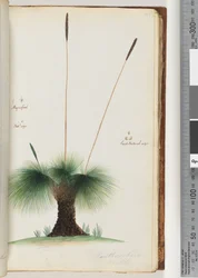 45ページ。XanthorrhoeaHastileGrasstreeMagnified。 Nat.lサイズ。種子の自然なサイズ