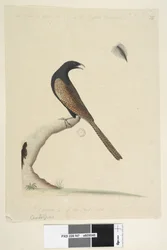 47ページ。Centropus。別の手で中央下にこの鳥はイギリスのキジと同じくらいの大きさです。国の1-3を描いた。サイズ。キジバンケンCentropusphasianinus、1791-92