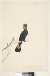 48頁。クロオウム。左下に別筆で「自然の大きさの1/3に縮尺」。ツヤクロオウム Calyptorhynchus lathami、雌、1791-92