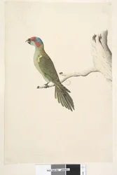 52ページ。自然なサイズのジャコウインコGlossopsittaconcinna、1791-92