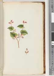 55ページ。正体不明の植物