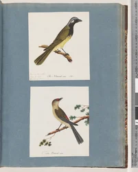 56ページ。正体不明の鳥。ツグミleucotis。 57.赤眉のフィンチ。ツグミ新しい