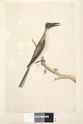 57ページ。1月。自然な大きさ、若い鳥と思われる騒々しいズグロハゲミドリPhilemon corniculatus、1791-92