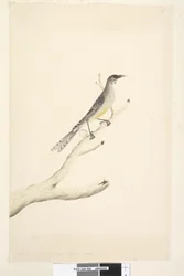 ページ60。6月。スケールで自然なサイズの半分に縮小アカミミダレ、鳥Anthochaera carunculata、1791-92