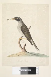 ページ62。6月。自然なサイズNoisyMiner Myzantha melanocephala、1791-92