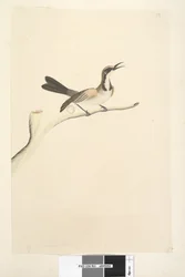 ページ63。5月。自然なサイズのカレハミツスイPhylidonyrismelanops、1791-92