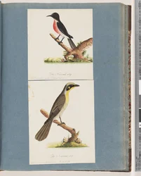 64ページ。ホワイトロビン。 Crythrogastraフライ。 65.黄色い房状のNuthatch。ニューホランドMnscicapa