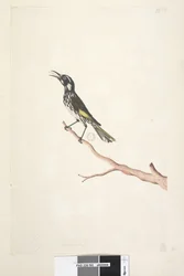 65ページ。5月、自然なサイズの黄色い翼のあるNuthatch Meliornis new、オランダ、1791-92