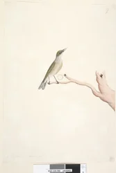 ページ66。8月。自然なサイズの灰色、裏打ちされたSilvereye Zosteropslateralis、1791-92