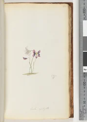 66ページ。Violaaphylla- Wild Violet