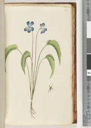 67ページ。正体不明の植物