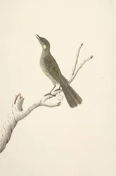 68ページ。自然なサイズ、August Lewin Honeyeater Meliphaga Lewinii、1791-92