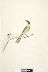 ページ69。自然なサイズ。アイリス疑わしい黄色、房状のミツスイLichenostomus melanops、1791-92