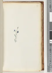 69ページ。正体不明の植物