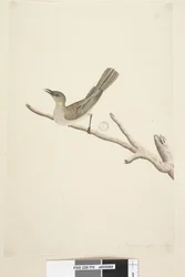 70ページ。自然なサイズ。 8月コバシミツスイLichenostomusfuscus、1791-92