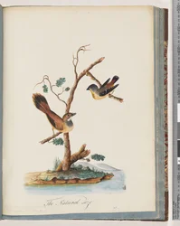 72ページ。1。ホウセキドリ。 Pipra punctata2。正体不明の鳥。 Muscicapa rufifrom