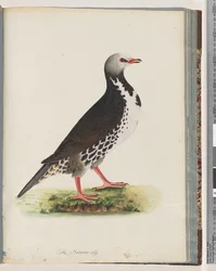 76ページ。正体不明の鳥