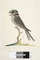 79ページ。若いムスキートホーク、自然なサイズのズクヨタカAegotheles cristatus、1791-92