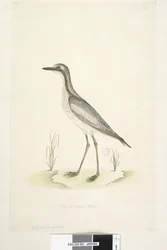 85ページ。イシチドリ。別の手で中央下部にある自然なサイズのサザンストーン、Curlew Burhinus magnirostris、1791-92
