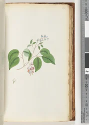 ページ87.未確認の植物