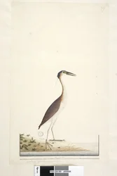 Page 89. Ardea ..？.. Nankeen Night、Heron Nycticorax caledonicus、1791-92