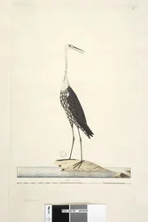 91ページ。コウノトリ。別の手でタイトルの上12月、アイリス疑わしい白、首のヘロンArdea pacifica Notophoyx pacifica、1791-92