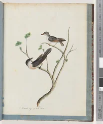 94ページ。正体不明の鳥