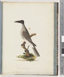 95ページ。騒々しいFriarbird。ノブに面したミツスイ