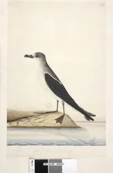 96ページ。ノーフォーク島の鳥