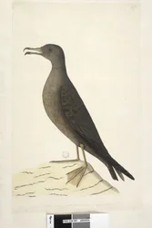 97ページ。一般にマトン鳥と呼ばれるノーフォーク島の鳥、描かれた自然なサイズのウェッジ、尾のあるミズナギドリPuffinis Pacificus、1791-92