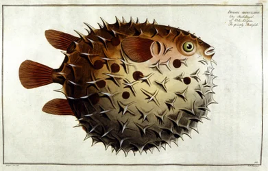 Marc Elieser Bloch Ichtyologie Paris - Berlin - London 1787年に描かれたヤマアラシの魚。