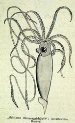 ダイオウイカ（Architeuthis Harveyi）を表現したもの。