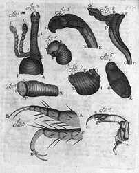 チャランコン（curculiones lupi）の表現 オランダの貿易商・博物学者アントワーヌ・ファン・レーウェンフック（またはLeeuvenhoekまたはLeeuwenhoeck）（またはAntoniまたはAnthonie）（1632-1723）の研究 1722年の「Invetigatio Arcanorum」からのエングレーヴィング。