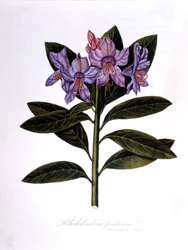 Rhododendron（Rhododendrum pontium）。
