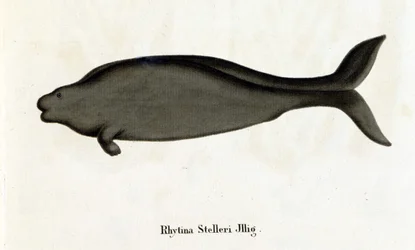 Rhytina Stelleriは海牛Stellerとも呼ばれ、18世紀には標本が消滅している。