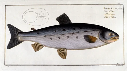 鮭（Salmo salar） Marc Elieser Bloch Ichtyologie Paris - Berlin - London 1787年。