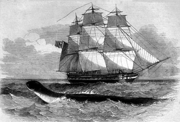 海の怪物：1848年、ダイダロス・フレゲート・ロードに出現したウミヘビ。19世紀に描かれた版画。