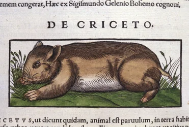 コンラッド・ゲスナー(1516 - 1565)の『Historia Animalium』に登場するハムスター、Tiguri