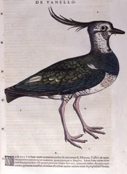 コンラッド・ゲスナー（1516-1565）の『Historia Animalium』に登場するLapwing、Tiguri。