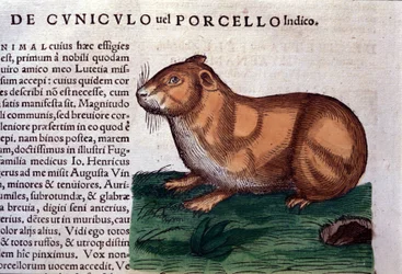 Konrad GesnerによるHistoriae animaliumの後のモルモット、Tiguri