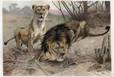 ライオン（Panthera leo） - アルフレッド・エドムンド・ブレム（1829-1884）の「ブレムの動物生活」からの版画