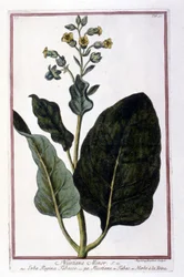 タバコ植物（Nicotiana Minor）。18世紀のハーバリウムの植物板。