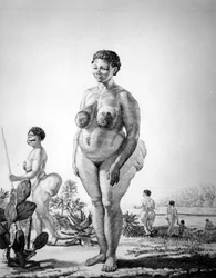 南アフリカのVenus Hottentote