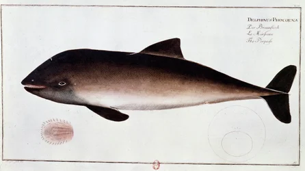 動物学：水棲哺乳類のイルカを表す板。B.N.パリの18世紀初頭の版画